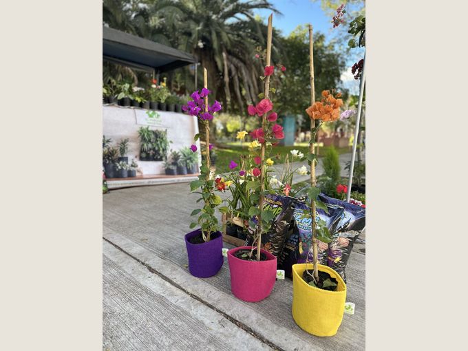 Tres plantas con flores y tutor, cada una en una maceta de tela de color, frente al puesto