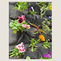 Ver: Detalle de las flores plantadas en los bolsillos de un jardín vertical