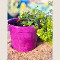 Ver: Maceta reciclada fucsia con una planta de hojas verdes