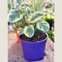 Ver: Maceta reciclada violeta con una peperomia