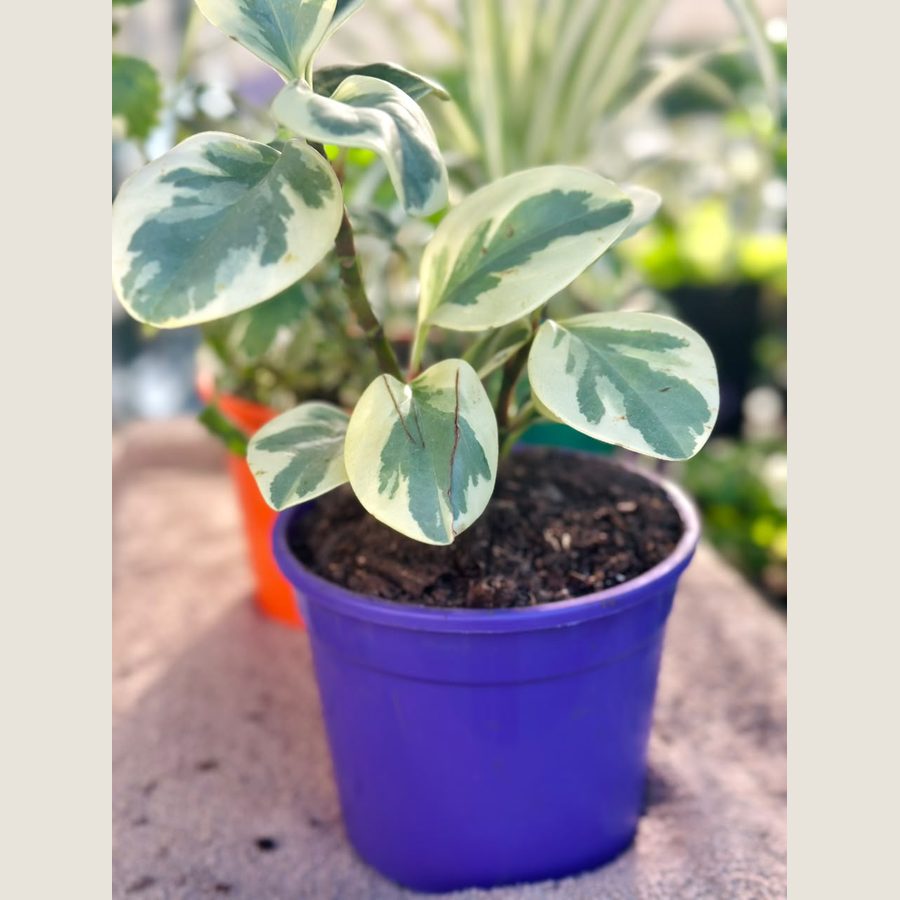 Maceta reciclada violeta con una peperomia
