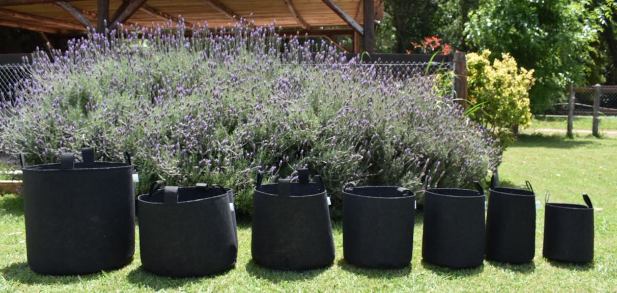 Macetas de tela geotextil alineadas en un jardín, junto a la lavanda