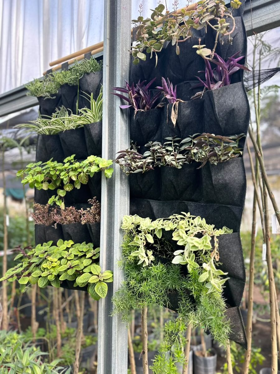 Jardines verticales colgados en el invernadero de un vivero, con plantas de interior