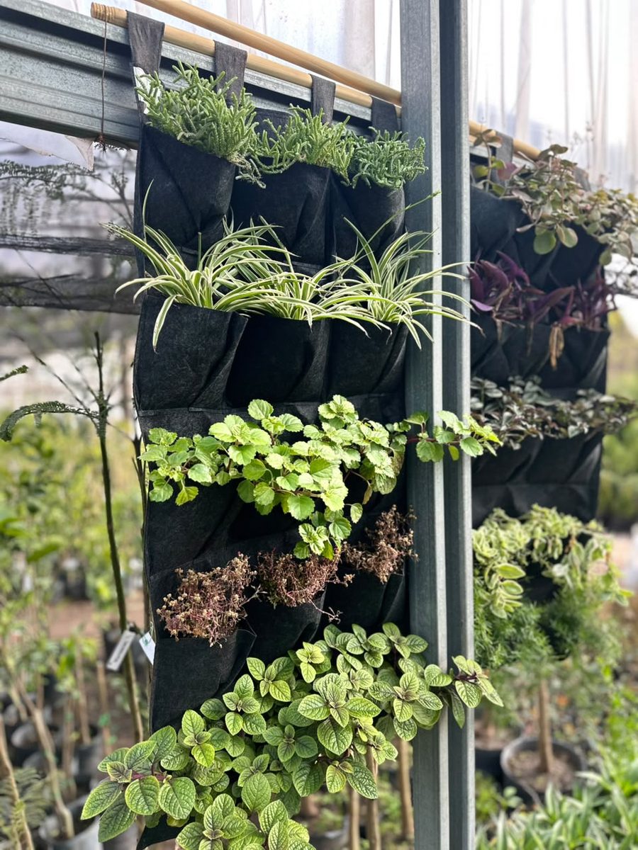 Detalle de un jardín vertical con cintas y plectranthus en un vivero