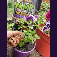 Ver: Mano echando Vamp Mulching sobre una maceta con petunias