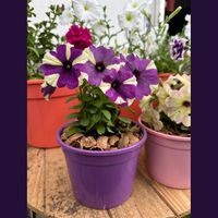 Ver: Maceta con petunias cubierta con Vamp Mulching